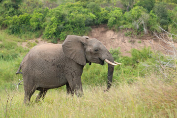 Fototapeta premium Afrikanischer Elefant / African elephant / Loxodonta africana