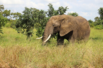 Obraz premium Afrikanischer Elefant / African elephant / Loxodonta africana