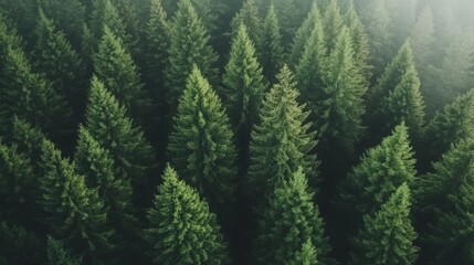 Fototapeta premium High angle view of a dense coniferous forest. Possible use Nature, Ecology