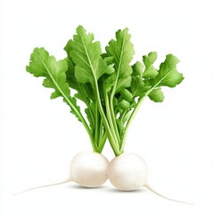 Bunch of fresh green parsley leaves on a white background for culinary use and food preparation