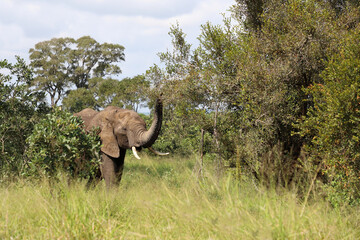 Fototapeta premium Afrikanischer Elefant / African elephant / Loxodonta africana
