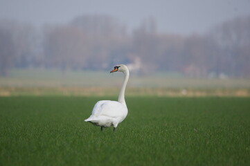female adult mute swan in grassland