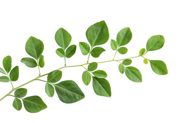 Fototapeta premium A fresh branch of vibrant green leaves on a clean white background showcasing nature's beauty isolated on transparent background