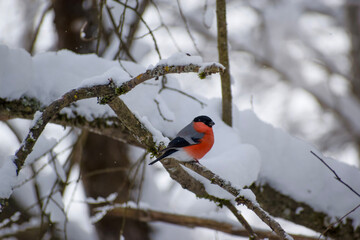 bullfinch on a snowy branch on a winter day