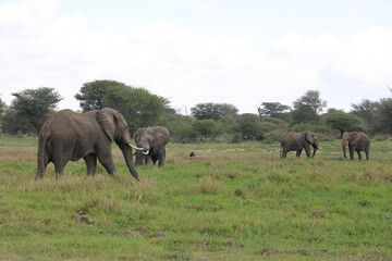 Obraz premium Afrikanischer Elefant im Schlamm / African elephant in the mud / Loxodonta africana