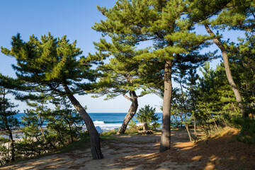 Shrubs near Kotohikihama Beach in Asia, Japan, Kansai, Kinosaki, in summer, on a sunny day.