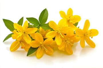 A bunch of yellow flowers with green leaves on a white background