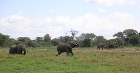 Afrikanischer Elefant im Schlamm / African elephant in the mud / Loxodonta africana