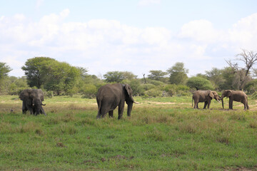 Afrikanischer Elefant im Schlamm / African elephant in the mud / Loxodonta africana