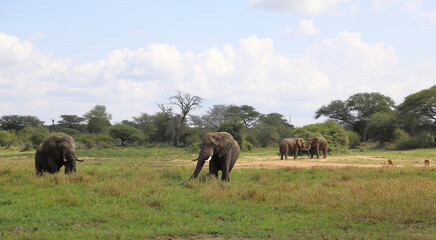 Fototapeta premium Afrikanischer Elefant im Schlamm / African elephant in the mud / Loxodonta africana