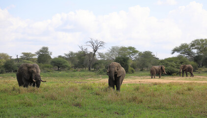 Afrikanischer Elefant im Schlamm / African elephant in the mud / Loxodonta africana