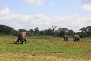 Obraz premium Afrikanischer Elefant im Schlamm / African elephant in the mud / Loxodonta africana