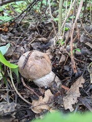 Leccinum duriusculum mushroom in the thickets of an autumn forest