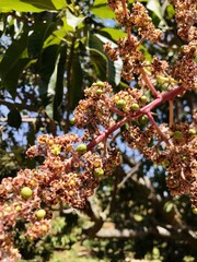 Cada detalle en una rama