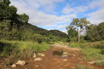 	 Krüger Park - Afrikanischer Busch - Matjulu River / Kruger Park - African bush - Matjulu River /