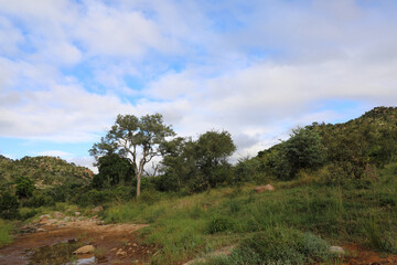 	 Krüger Park - Afrikanischer Busch - Matjulu River / Kruger Park - African bush - Matjulu River /