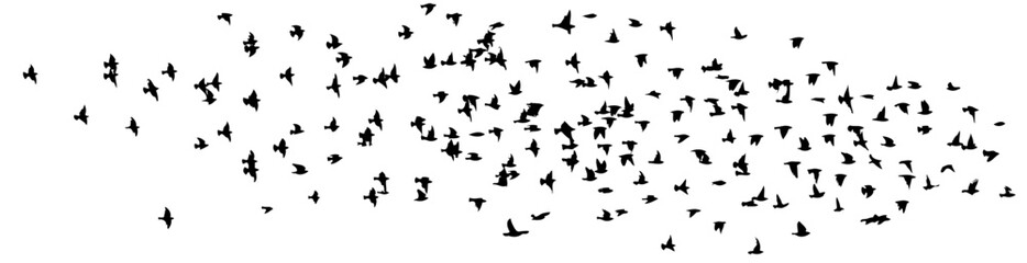 Flying birds silhouette flock. hand drawing. Not AI. Vector illustration.