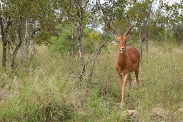 Schwarzfersenantilope / Impala / Aepyceros melampus