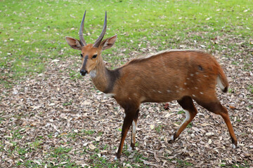 Buschbock / Bushbuck / Tregelaphus scriptus
