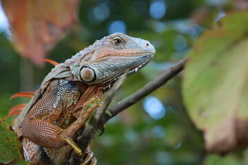 Florida Iquana