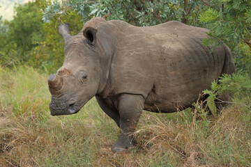 Naklejka premium Breitmaulnashorn / Square-lipped rhinoceros / Ceratotherium simum.