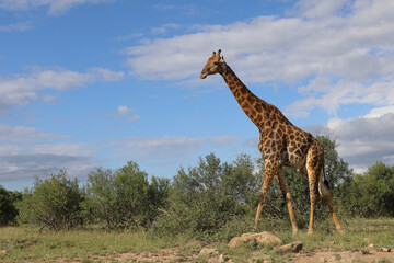 Giraffe / Giraffe / Giraffa camelopardalis