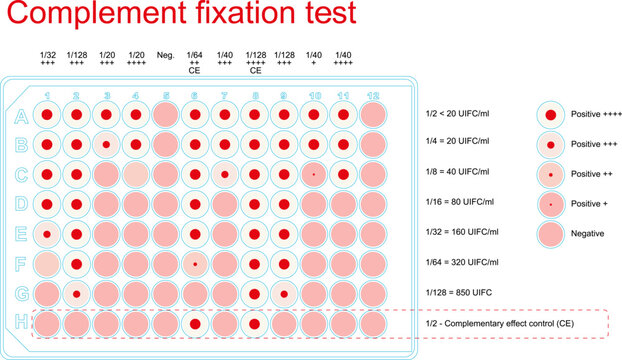 Sample test plate with results of serum complement fixation assay for diagnosis of bovine brucellosis