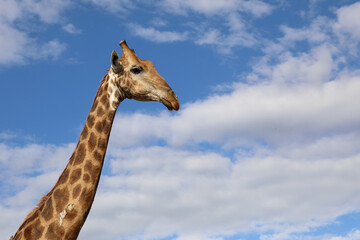 Giraffe / Giraffe / Giraffa camelopardalis