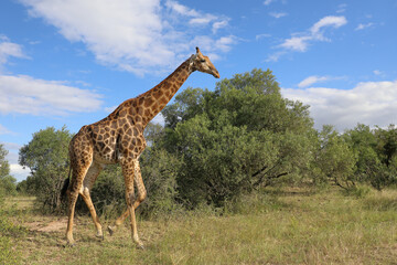 Giraffe / Giraffe / Giraffa camelopardalis