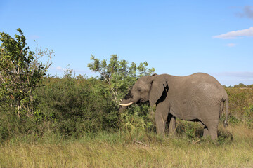 Fototapeta premium Afrikanischer Elefant / African elephant / Loxodonta africana