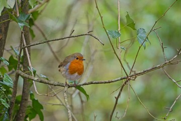 Fototapeta premium Robin on a branch among trees and bushes in a forest