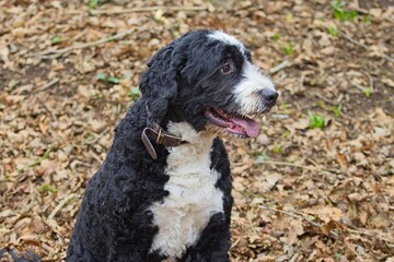 Adult black and white adorable Bernedoodle large mixed breed Good dog Sitting outdoors forest. 
