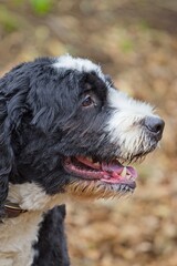 Adult black and white adorable Bernedoodle large mixed breed dog outdoors  