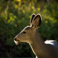 Backlit yearling deer