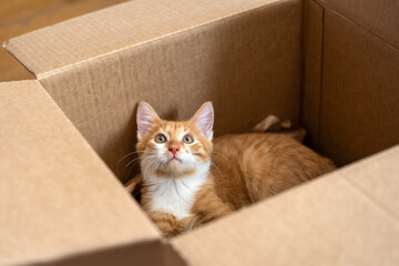 Ginger little cute cat plays in a small box. Fun for cats. Pets