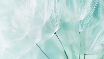 Macro shot of dandelion seeds with soft blue background