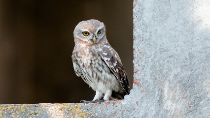 great horned owl