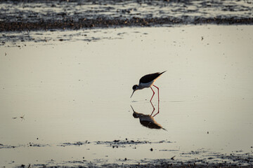 Marsh Meal: Black-winged Stilt Feeding in Soft Focus, High Key Photography