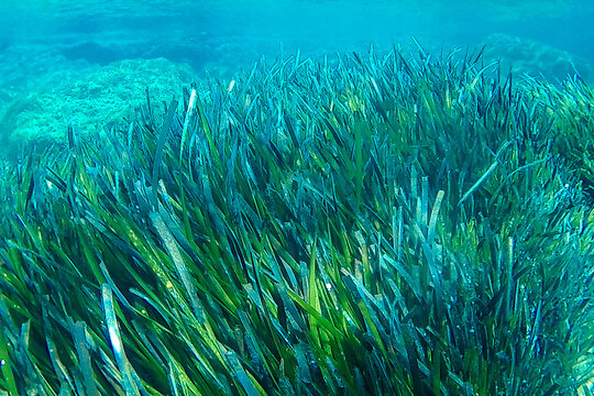 Poseidone algae on a Mediterranean beach