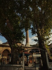 city, sky, tree, flower