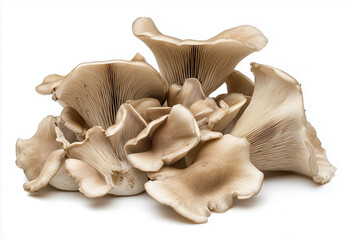 Fototapeta premium Fresh oyster mushrooms isolated on white background for culinary and health benefits, symbolizing organic food, vegetarian cuisine, and natural nutrition rich in antioxidants