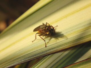 Yellow dung fly, also known as golden dung fly, (Scathophaga stercoraria) preying on a smaller fly