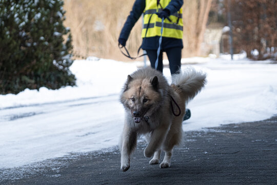 Eurasier arbeitet im Winter als Rettungshund im Mantrailing