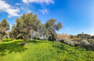Fototapeta premium Amazing view on blooming olive garden at Cape Milazzo during daytime.