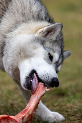 Close-up of a wolf-like dog gnawing on a large beef bone (Siberian Husky eating, young)