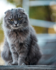 A beautiful and graceful portrait of a gray cat, showcasing its charming beauty and elegance