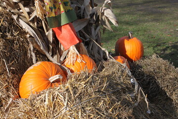 Pumpkin farm © Wiktoria