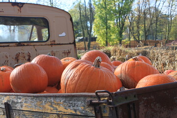 Pumpkin farm © Wiktoria