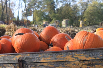 Pumpkin farm © Wiktoria
