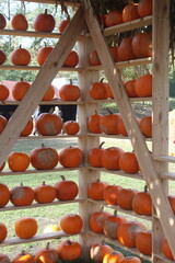 Pumpkin farm